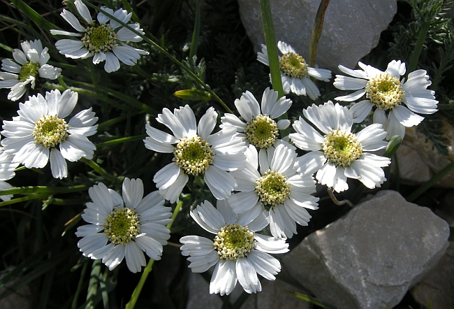 Achillea barrelieri